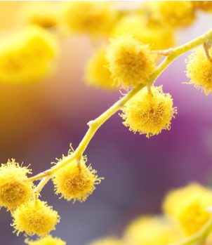 Wattle brush tree blossoms.