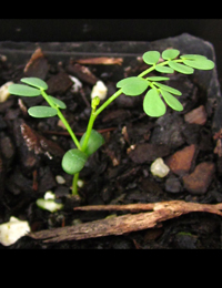 Gold Dust Wattle two month seedling image.