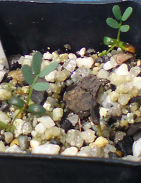 Gold Dust Wattle germination seedling image.