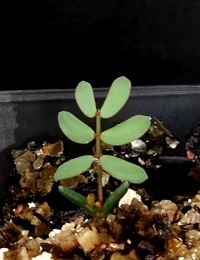 Rough Wattle two month seedling image.