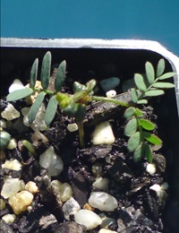 Grey Mulga germination seedling image.