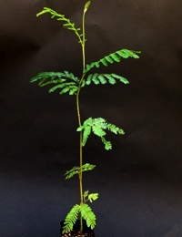 Silver Wattle six months seedling image.