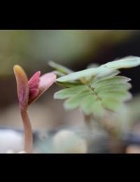 Silver Wattle germination seedling image.