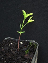 Spreading Wattle two month seedling image.