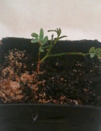 Spreading Wattle germination seedling image.