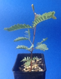 Black Wattle four months seedling image.