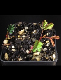 Black Wattle germination seedling image.