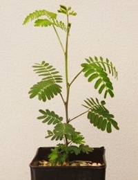 Blackwood four months seedling image.