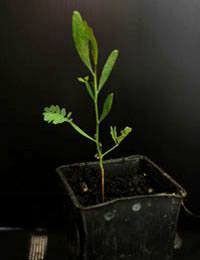 Mallee Wattle, Variable Sallow Wattle four months seedling image.