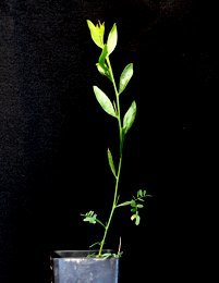 Mallee Wattle, Variable Sallow Wattle six months seedling image.