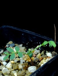 Mallee Wattle, Variable Sallow Wattle germination seedling image.