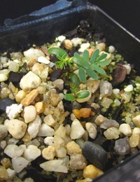 Hedge Wattle germination seedling image.