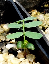 Ovens Wattle germination seedling image.