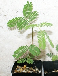 Golden Wattle two month seedling image.