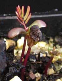 Golden Wattle germination seedling image.