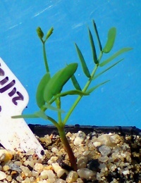 Willow Wattle germination seedling image.