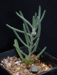 Hakea Wattle two month seedling image.