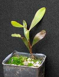 Hakea Wattle four months seedling image.