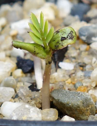 Hakea Wattle germination seedling image.