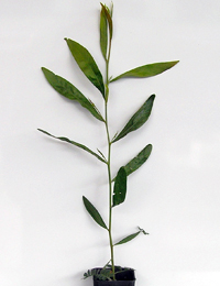 Cinnamon Wattle six months seedling image.