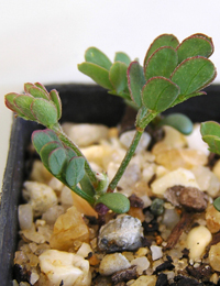 Cinnamon Wattle germination seedling image.