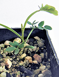 Mountain Hickory Wattle two month seedling image.