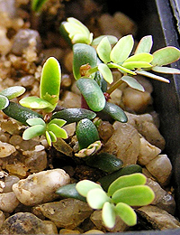 Mountain Hickory Wattle germination seedling image.