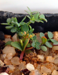 Spike Wattle germination seedling image.