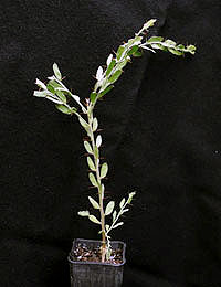 Hedge Wattle six months seedling image.