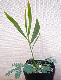 A. provincialisv (previously known as Wirilda) four months seedling image.