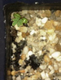 Wirilda (previously known as A. retinodes retinodes) germination seedling image.