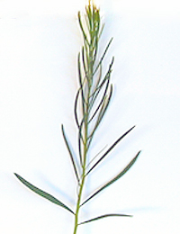 Red-stem Wattle six months seedling image.