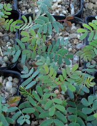 Red-stem Wattle germination seedling image.