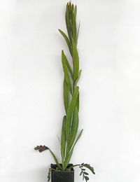 Sweet Wattle six months seedling image.