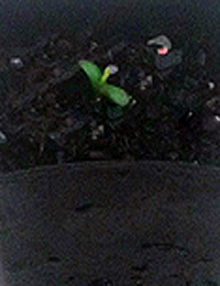 Varnish Wattle germination seedling image.