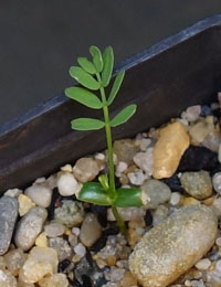 Prickly Moses germination seedling image.