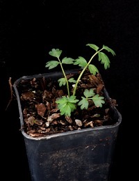 Sheep’s Burr two month seedling image.