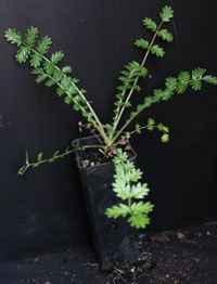 Sheep’s Burr four months seedling image.