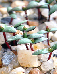 Slaty Sheoak germination seedling image.