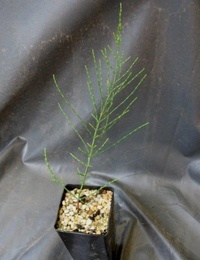 Black Sheoak (previously known as Casuarina littoralis) six months seedling image.