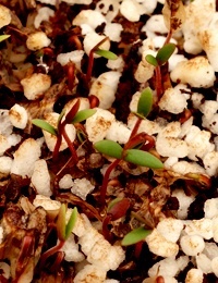 Black Sheoak (previously known as Casuarina littoralis) germination seedling image.