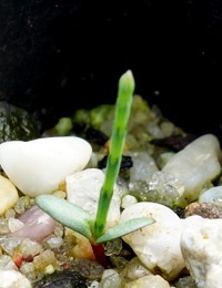 Scrub Sheoak, Swamp Sheoak (previously known as Casuarina paludosa) germination seedling image.