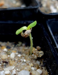 Dwarf Sheoak (previously known as Casuarina pusilla) germination seedling image.