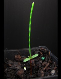 Drooping She-Oak (now known as Allocasuarina verticillata) two month seedling image.