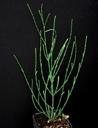 Drooping She-Oak (now known as Allocasuarina verticillata) six months seedling image.