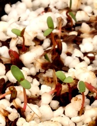 Drooping She-Oak (now known as Allocasuarina verticillata) germination seedling image.