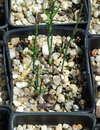 Black Sheoak (previously known as Casuarina littoralis) two month seedling image.