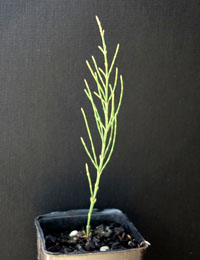 Black Sheoak (previously known as Casuarina littoralis) four months seedling image.