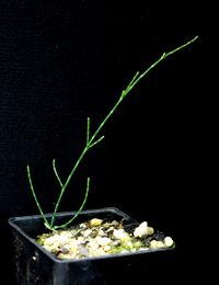 Scrub She-oak, Swamp She-oak (now known as Allocasuarina paludosa) four months seedling image.