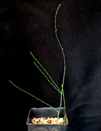 Scrub She-oak, Swamp She-oak (now known as Allocasuarina paludosa) six months seedling image.